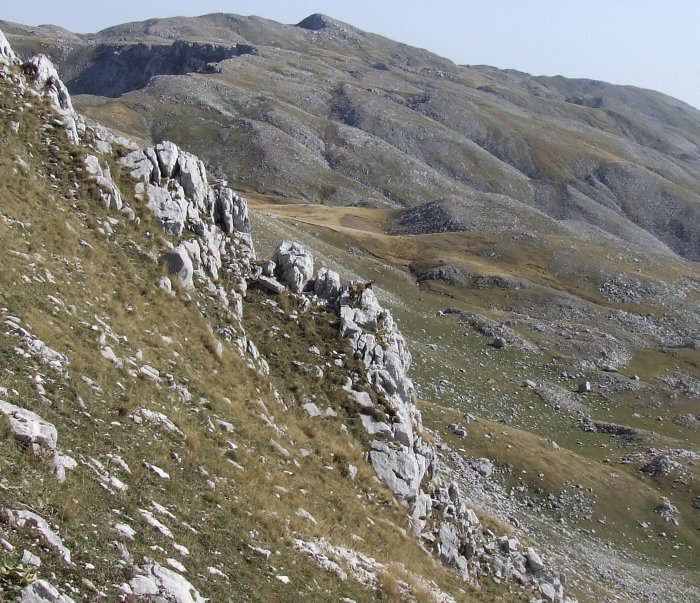 Camoscio d''Abruzzo Rupicapra pyrenaica ornata